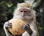 Video of Apes, Monkeys & Lemurs