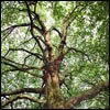 The Human Tree